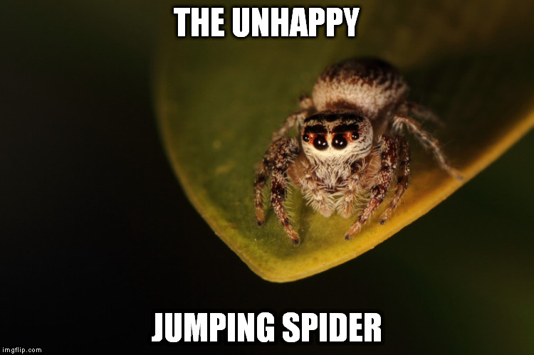 THE UNHAPPY; JUMPING SPIDER | image tagged in spider | made w/ Imgflip meme maker