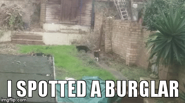 I SPOTTED A BURGLAR | image tagged in gifs | made w/ Imgflip video-to-gif maker