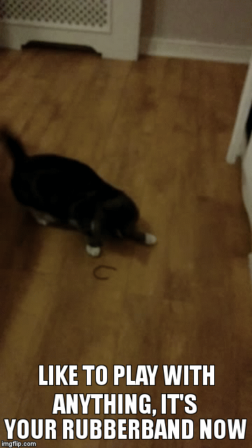 LIKE TO PLAY WITH ANYTHING, IT'S YOUR RUBBERBAND NOW | image tagged in gifs | made w/ Imgflip video-to-gif maker