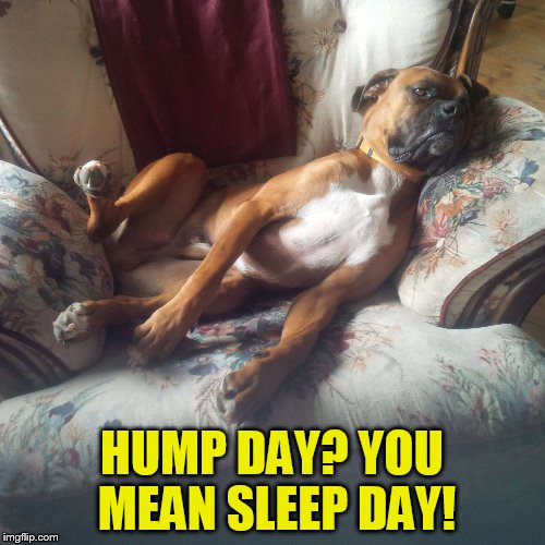 HUMP DAY? YOU MEAN SLEEP DAY! | made w/ Imgflip meme maker