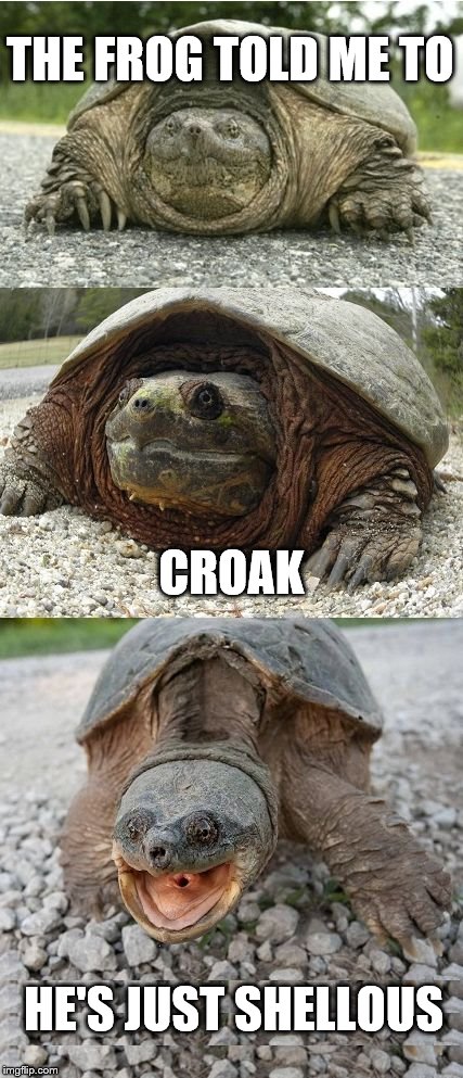 Bad Pun Tortoise | THE FROG TOLD ME TO; CROAK; HE'S JUST SHELLOUS | image tagged in bad pun tortoise | made w/ Imgflip meme maker