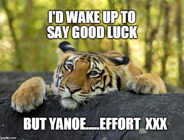 confession tiger hi res | I'D WAKE UP TO SAY GOOD LUCK; BUT YANOE.....EFFORT
 XXX | image tagged in confession tiger hi res | made w/ Imgflip meme maker