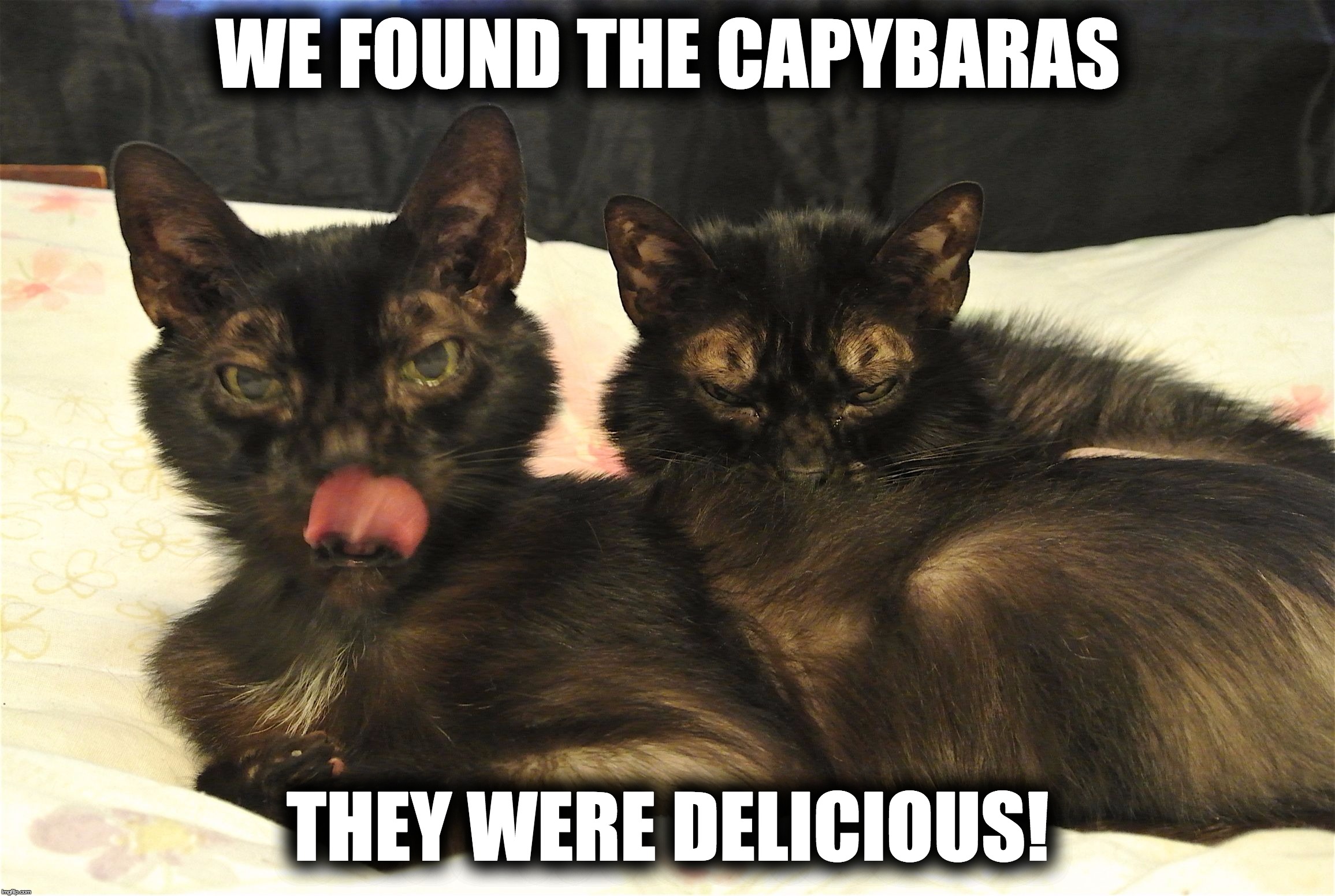 We ate the loose Toronto capybaras! | WE FOUND THE CAPYBARAS; THEY WERE DELICIOUS! | image tagged in capybaras,toronto,zoo,monkstercat,evilkitty | made w/ Imgflip meme maker