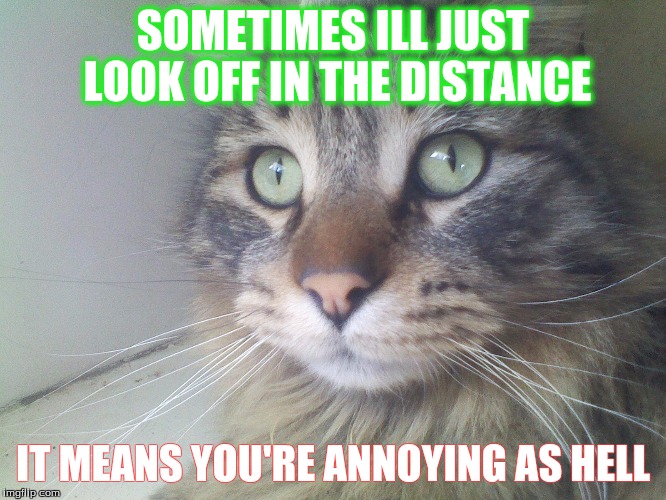 Tune You Out | SOMETIMES ILL JUST LOOK OFF IN THE DISTANCE; IT MEANS YOU'RE ANNOYING AS HELL | image tagged in cats,annoyed,stare | made w/ Imgflip meme maker