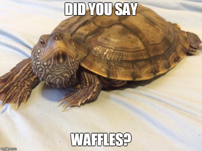 DID YOU SAY; WAFFLES? | image tagged in sammy | made w/ Imgflip meme maker