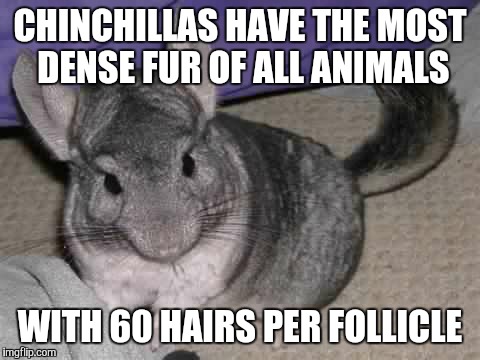 CHINCHILLAS HAVE THE MOST DENSE FUR OF ALL ANIMALS; WITH 60 HAIRS PER FOLLICLE | made w/ Imgflip meme maker