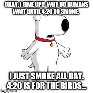 Family Guy Brian Meme | OKAY. I GIVE UP!!  WHY DO HUMANS WAIT UNTIL 4:20 TO SMOKE. I JUST SMOKE ALL DAY.  4:20 IS FOR THE BIRDS... | image tagged in memes,family guy brian | made w/ Imgflip meme maker
