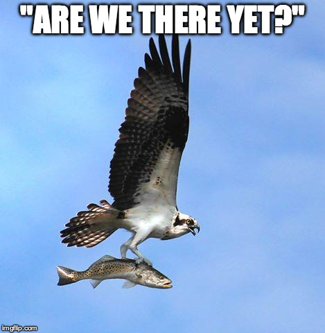 fish | "ARE WE THERE YET?" | image tagged in fish | made w/ Imgflip meme maker