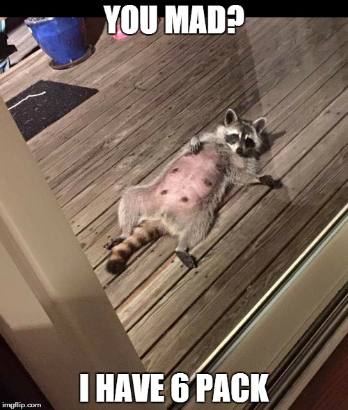 sexy_racoon | YOU MAD? I HAVE 6 PACK | image tagged in sexy_racoon | made w/ Imgflip meme maker