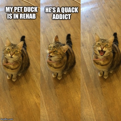 Bad Pun Cat | HE'S A QUACK ADDICT; MY PET DUCK IS IN REHAB | image tagged in bad pun cat | made w/ Imgflip meme maker