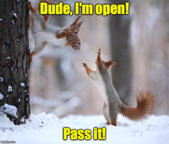 Some squirrels are obviously watching too much TV through the window | Dude, I'm open! Pass it! | image tagged in squirrels,football | made w/ Imgflip meme maker