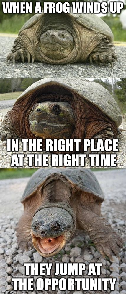 Bad Pun Tortoise | WHEN A FROG WINDS UP; IN THE RIGHT PLACE AT THE RIGHT TIME; THEY JUMP AT THE OPPORTUNITY | image tagged in bad pun tortoise,memes,animals,turtles | made w/ Imgflip meme maker