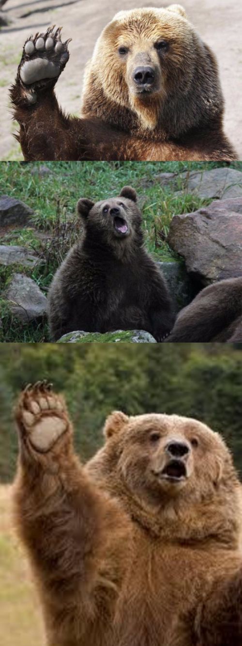 Bad Pun Bear Blank Meme Template
