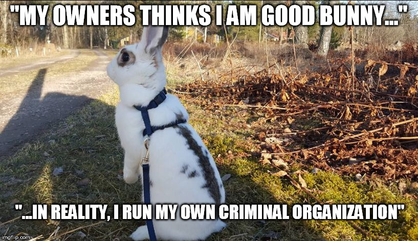 "MY OWNERS THINKS I AM GOOD BUNNY..."; "...IN REALITY, I RUN MY OWN CRIMINAL ORGANIZATION" | image tagged in inconspicuous rabbit | made w/ Imgflip meme maker