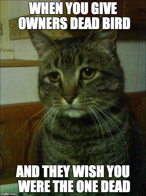 Depressed Cat Meme | WHEN YOU GIVE OWNERS DEAD BIRD; AND THEY WISH YOU WERE THE ONE DEAD | image tagged in memes,depressed cat | made w/ Imgflip meme maker