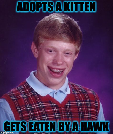 Bad Luck Brian | ADOPTS A KITTEN; GETS EATEN BY A HAWK | image tagged in memes,bad luck brian,lol,poor guy,animals,funny memes | made w/ Imgflip meme maker