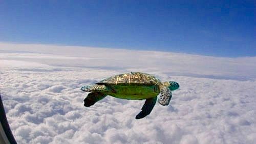 High Quality turtle flying Blank Meme Template