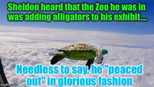 Returning To Some Of My "Storyteller Memes"...Come Along With Me:  | Sheldon heard that the Zoo he was in was adding alligators to his exhibit.... Needless to say, he "peaced out" in glorious fashion. | image tagged in turtle flying,memes,wtf,photoshop | made w/ Imgflip meme maker
