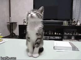 Kitten Falling...sorta  | image tagged in gifs,cats,animals | made w/ Imgflip video-to-gif maker