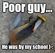 The poor bird. | Poor guy... He was by my school )-: | image tagged in death,aaaaand its gone | made w/ Imgflip meme maker