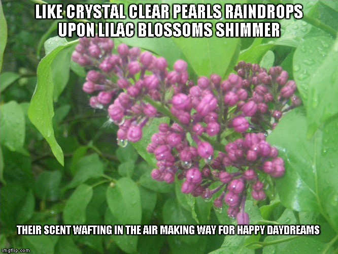 Raindrops | LIKE CRYSTAL CLEAR PEARLS
RAINDROPS UPON LILAC BLOSSOMS SHIMMER; THEIR SCENT WAFTING IN THE AIR
MAKING WAY FOR HAPPY DAYDREAMS | image tagged in raindrops,lilacs,daydreams,scents,blossoms | made w/ Imgflip meme maker