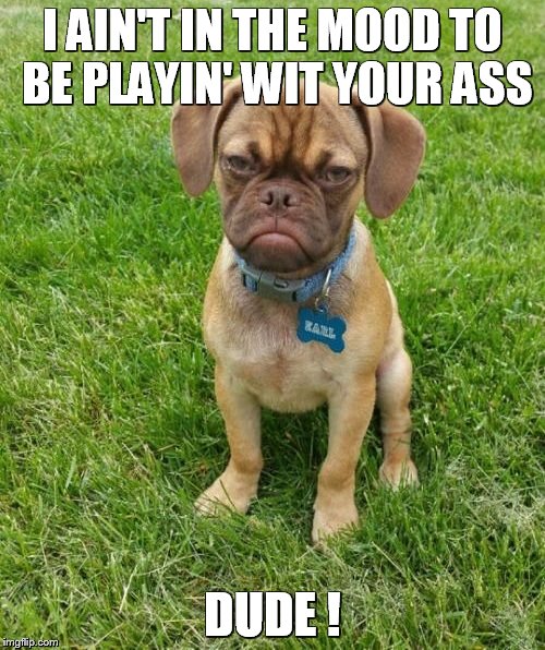 Grumpy Puppy Earl | I AIN'T IN THE MOOD TO BE PLAYIN' WIT YOUR ASS; DUDE ! | image tagged in grumpy puppy earl | made w/ Imgflip meme maker