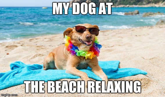 Dogs relaxing | MY DOG AT; THE BEACH RELAXING | image tagged in dogs | made w/ Imgflip meme maker