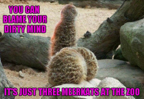 Yeah, I know what you thought you saw... | YOU CAN BLAME YOUR DIRTY MIND; IT'S JUST THREE MEERKATS AT THE ZOO | image tagged in meerkats,funny animals,memes,animals,funny | made w/ Imgflip meme maker