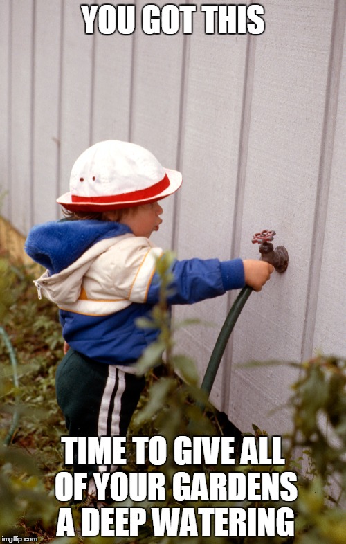 YOU GOT THIS; TIME TO GIVE ALL OF YOUR GARDENS A DEEP WATERING | image tagged in water | made w/ Imgflip meme maker