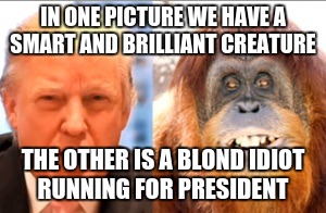 Donald trump is an orangutan | IN ONE PICTURE WE HAVE A SMART AND BRILLIANT CREATURE; THE OTHER IS A BLOND IDIOT RUNNING FOR PRESIDENT | image tagged in donald trump is an orangutan | made w/ Imgflip meme maker