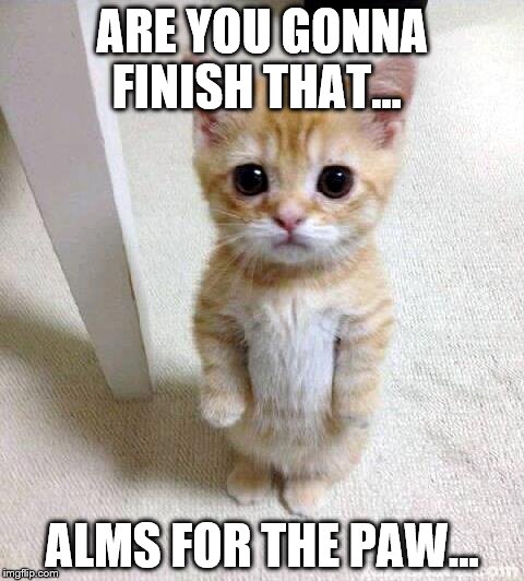 Cute Cat | ARE YOU GONNA FINISH THAT... ALMS FOR THE PAW... | image tagged in memes,cute cat | made w/ Imgflip meme maker