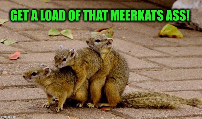 GET A LOAD OF THAT MEERKATS ASS! | made w/ Imgflip meme maker