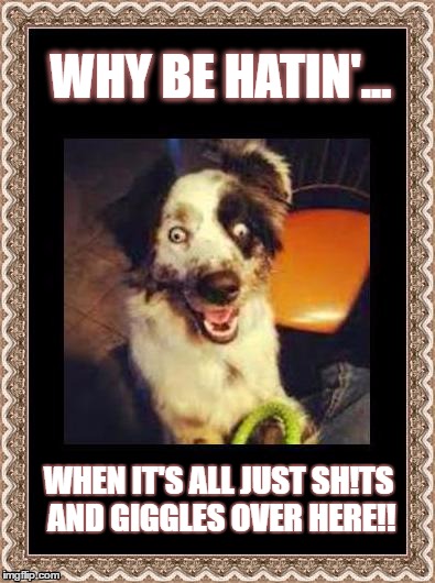 Hatin' | WHY BE HATIN'... WHEN IT'S ALL JUST SH!TS AND GIGGLES OVER HERE!! | image tagged in dog,crosseyed,memes | made w/ Imgflip meme maker