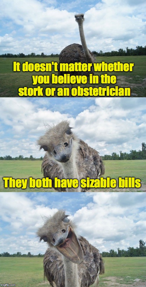 Fledgling Humor | It doesn't matter whether you believe in the stork or an obstetrician; They both have sizable bills | image tagged in bad pun ostrich | made w/ Imgflip meme maker