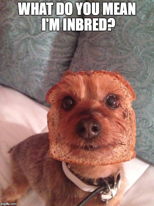 Inbred | WHAT DO YOU MEAN I'M INBRED? | image tagged in dog,animals | made w/ Imgflip meme maker