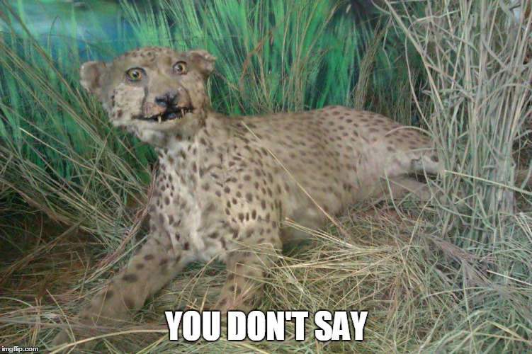 Subtle leopard | YOU DON'T SAY | image tagged in you don't say | made w/ Imgflip meme maker