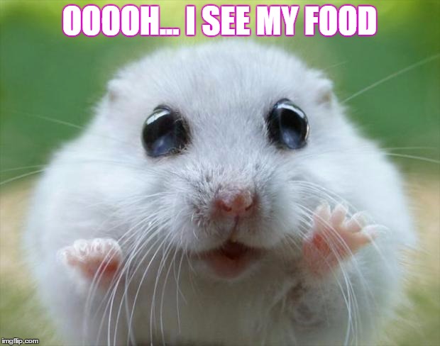 Hamster cute | OOOOH... I SEE MY FOOD | image tagged in hamster cute | made w/ Imgflip meme maker