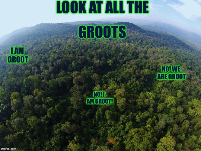  LOOK AT ALL THE; GROOTS; I AM GROOT; NO! WE ARE GROOT; NO! I AM GROOT! | image tagged in memes,groot | made w/ Imgflip meme maker