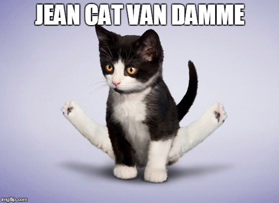 kung fu kitty | JEAN CAT VAN DAMME | image tagged in cats | made w/ Imgflip meme maker