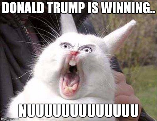 rabbit_face_right | DONALD TRUMP IS WINNING.. NUUUUUUUUUUUUU | image tagged in rabbit_face_right | made w/ Imgflip meme maker