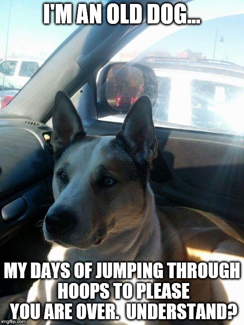 I'M AN OLD DOG... MY DAYS OF JUMPING THROUGH HOOPS TO PLEASE YOU ARE OVER.  UNDERSTAND? | image tagged in old dog | made w/ Imgflip meme maker