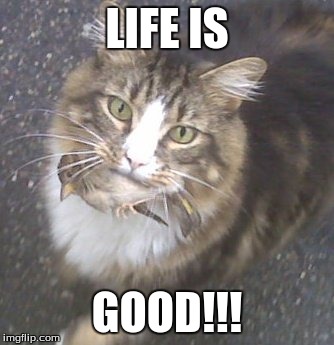 Bird in cat's mouth | LIFE IS; GOOD!!! | image tagged in birds of a feather | made w/ Imgflip meme maker