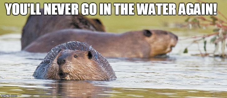 YOU'LL NEVER GO IN THE WATER AGAIN! | made w/ Imgflip meme maker