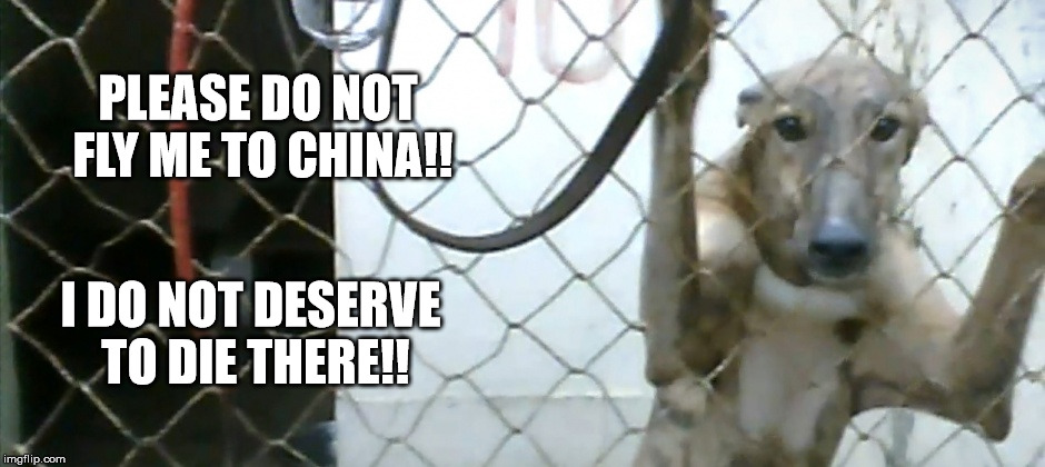 Irish greyhounds | PLEASE DO NOT FLY ME TO CHINA!! I DO NOT DESERVE TO DIE THERE!! | image tagged in dogs | made w/ Imgflip meme maker