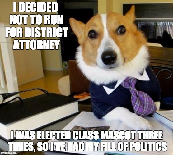 Lawyer dog | I DECIDED NOT TO RUN FOR DISTRICT ATTORNEY; I WAS ELECTED CLASS MASCOT THREE TIMES, SO I'VE HAD MY FILL OF POLITICS | image tagged in lawyer dog | made w/ Imgflip meme maker