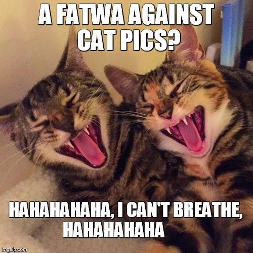 FATWAS ARE FUNNY TO CATS | A FATWA AGAINST CAT PICS? HAHAHAHAHA, I CAN'T BREATHE,  HAHAHAHAHA | image tagged in cats smiling,cats,islam,muslims,middle east | made w/ Imgflip meme maker