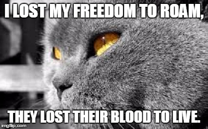 freedom is a right, you know! | I LOST MY FREEDOM TO ROAM, THEY LOST THEIR BLOOD TO LIVE. | image tagged in ptsd cat,funny cat meme | made w/ Imgflip meme maker