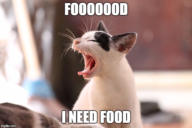 Image tagged in cats,cat,hungry cat,white cat,cat black and white,memes