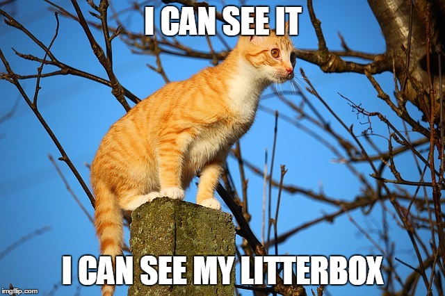 I CAN SEE IT; I CAN SEE MY LITTERBOX | image tagged in cats,curious cat,high cat | made w/ Imgflip meme maker