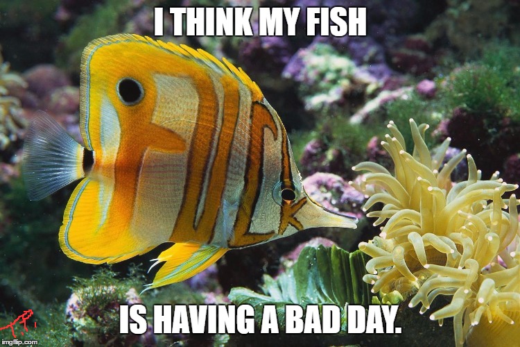 bad day fish |  I THINK MY FISH; IS HAVING A BAD DAY. | image tagged in original meme,animals,funny animals,funny meme,meme | made w/ Imgflip meme maker